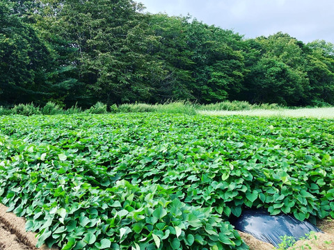 【保存料添加物不使用】完熟べにはるかの干し芋（内容量1袋/150g）