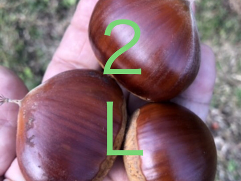 甘‼️【氷温熟成中】本場能勢栗“岸根（がんね）”2L🌰1kg 《11/19発送開始！》