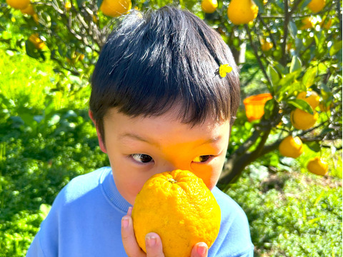 さわやかジューシー！サザンイエロー4.5kg