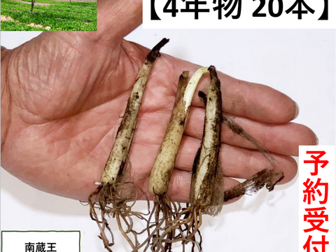 【秋苗10月発送！】4年物 50本　行者にんにくの苗根