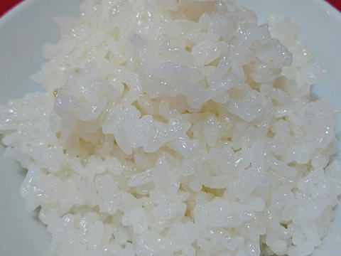 【 農薬不使用・化学肥料不使用のお米 】特別栽培米コシヒカリ 10キロ玄米 ※精米希望の方は無料にて 令和4年産