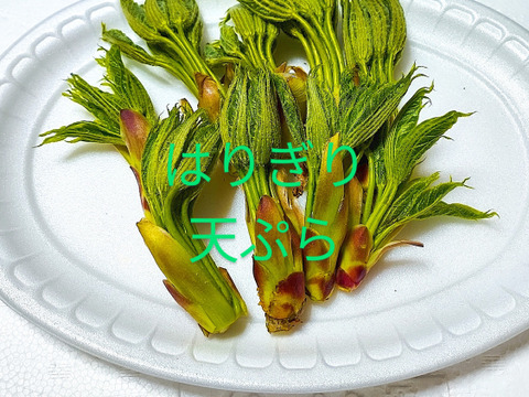 【天然山菜】月山筍セット　1.5キロ【朝採り】