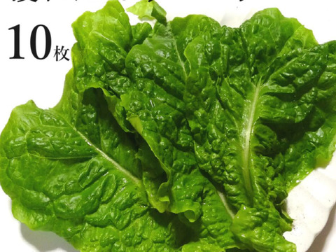 焼肉を巻き巻き岡山県産の青１０枚