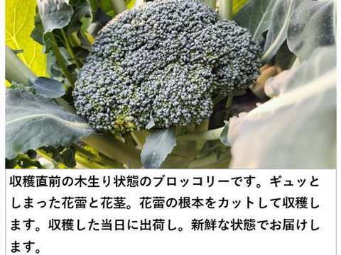 採れたてカリフラワーの野菜セット（4種類以上）