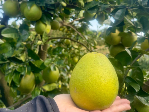 もったいない！熊本県 摘果 河内晩柑 9kg