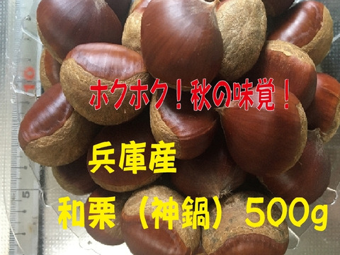 農薬不使用栽栽培　兵庫産　ホクホク甘い和栗（500ｇ）⑦