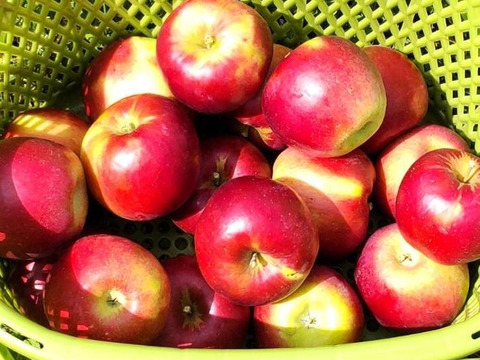 【収穫翌日発送】「紅玉」極小玉　約1.8キロ【葉とらず】JA基準より60％減の低農薬栽培