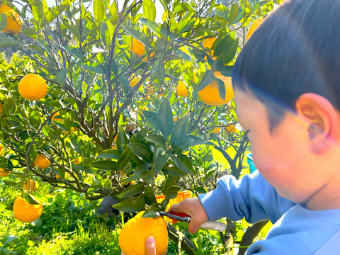 さわやかジューシー！サザンイエロー2.5kg