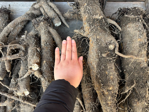 【京都美山】田歌の周年ごぼう　1kg