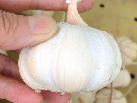 にんにく🧄6個（6玉）☆ニンニク🧄☆農薬、除草剤、化学肥料不使用