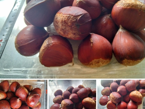 農薬不使用栽栽培　兵庫産　ホクホク甘い和栗（神鍋）　500ｇ②