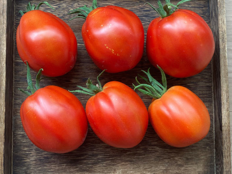 樹上完熟のイタリアントマト Cuore di bue(牛の心臓)