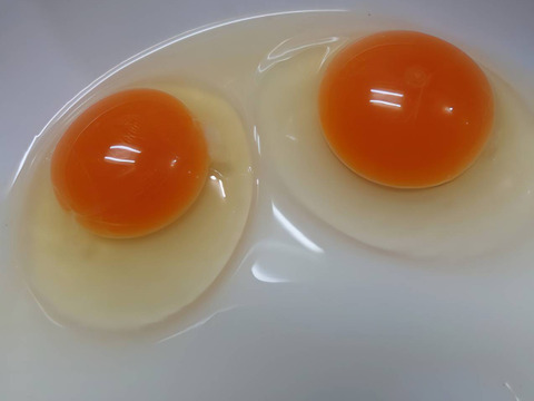 出荷日当日の朝採り新鮮お届け致します☆　平飼い濃厚卵　岡崎おうはん60個＋割れ保証