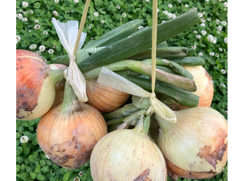 今年も販売します‼️吊るして保存‼️早生玉ねぎ15キロ入‼️