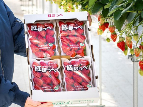 【冬ギフト】静岡県産いちご　紅ほっぺ　ＤＸ　280g×4パック