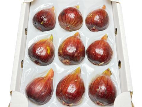 【完熟】城陽産輝きのいちじく【極】　エヌベール農園