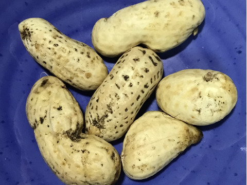期間限定！自然農で作った掘り立て！生落花生