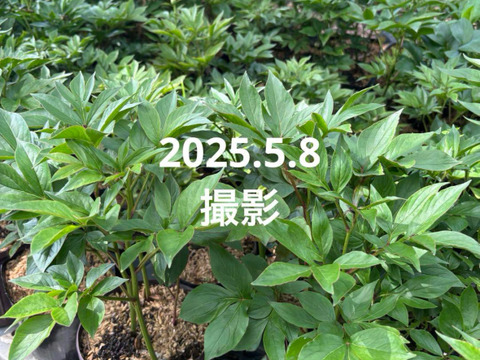 芍薬の苗　4芽以上　5号鉢