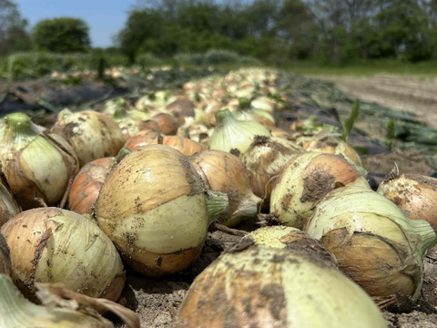 【京都・山城】ねぎの栽培技術を活かした新玉ねぎ『山たまちゃん』♪9.0kg（Mサイズ以上無選別）