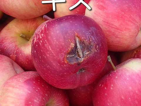 シナノホッペ　加工用（生食も可）10キロ箱【葉とらず】JA基準より60％減の低農薬栽培