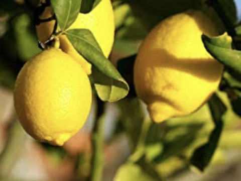 【国産レモン】　ビアフランカ
爽やか香りと強い酸味が特徴です。
お料理やお菓子、デザートなどに使ってみませんか？