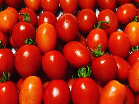 お子さんもパクパク沢山食べちゃう甘いミニトマト　アイコ 1.8kg