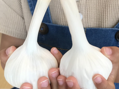 これぞ夏にピッタリ ガツンとくるにんにく!上級1kg 18球前後