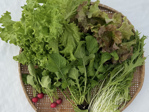 【年末年始は豪華に時短‼️】サラダセット4〜5種類入り🌱年越しはこれで😊