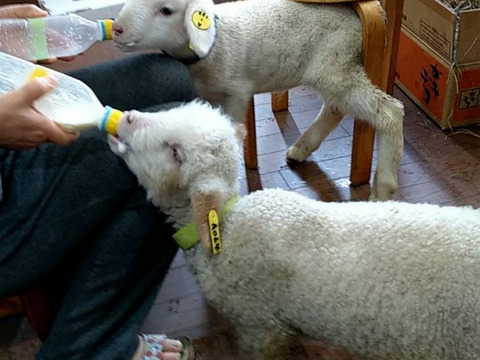 【JALセレクト】ピスタチオのジェラート、羊肉、ペコリノイシカリーノ