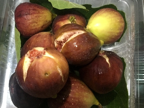 兵庫産 秋の味覚イチジク 500ｇクール便