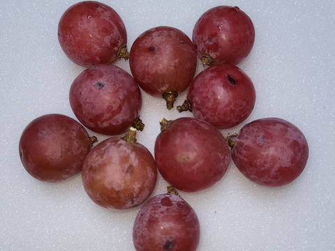 🆘雹被害の為傷多め訳有り粒ご家庭用
訳アリ粒パック🍃クイーンニーナ粒
　　【450g程度粒２Ｐ/約900g位】
　　　再追加◆数量限定販売中