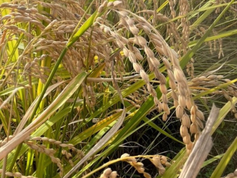 21歳若手農家が作る はえぬき 5kg