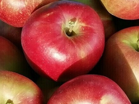 【収穫より24時間以内の発送】サンつがる【贈答用】家庭用上品　3キロ【葉とらず】JA基準より60％減の低農薬栽培