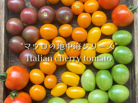 樹上完熟 イタリアントマト アソート 約1.2kg 富山県産