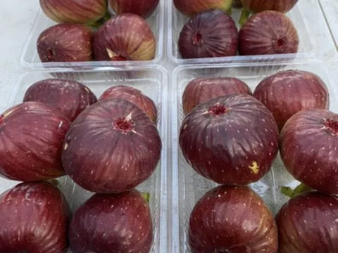 樹上完熟いちじく!朝採り!和歌山県産イチジク 1箱(500g×4P)