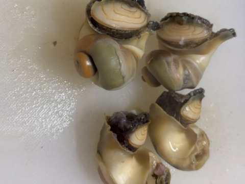 日間賀島産 アカニシ貝 1kg｜美味しい
魚介類は知名度だけじゃない 
僕は広めたい本物の味を