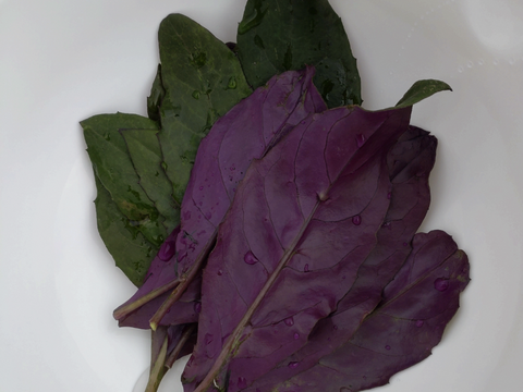 金時草（キンジソウ）採れたての葉（茎無し）を翌日配送🌿ゆうパック🏣☆自然栽培/ 水前寺菜 式部草 / 葉っぱを10枚以上☆表と裏の葉の色が違う野菜☆おひたしに、サラダに◆加賀野菜◆