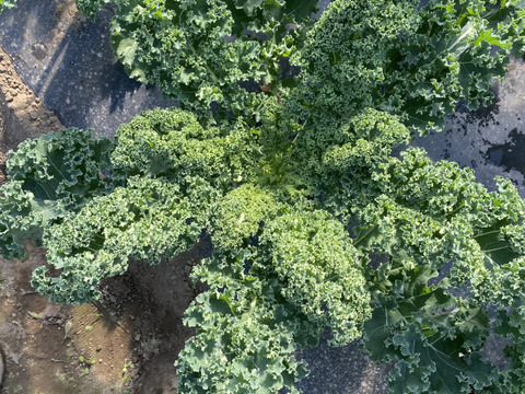 農薬 栽培期間中不使用 ケールたっぷり2kg 大袋入り 埼玉県産の野菜 食べチョク 産地直送 産直 お取り寄せ通販 農家 漁師から旬の食材を直送