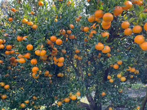訳あり小さいポンカン箱込み5kg