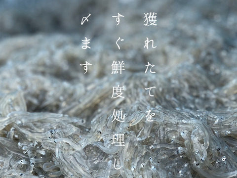 【福袋】シラスとシラウオの豪華食べ比べセット