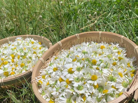 奥出雲産 自家栽培カモミールブレンド 
100g
