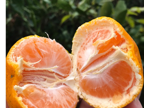 食べてみんさい広島みかん◆2㎏