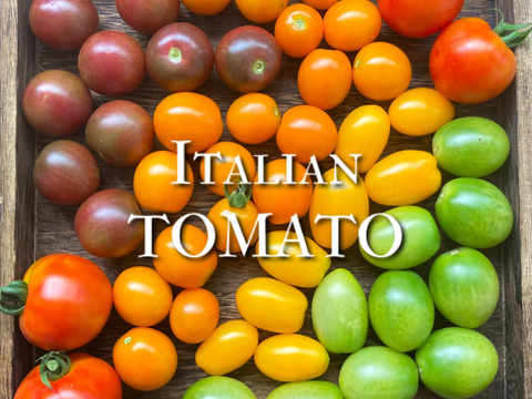 樹上完熟 イタリアントマト アソート 約1.2kg 富山県産