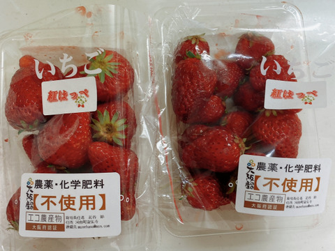 定植後農薬不使用イチゴ　紅ほっぺ１パック章姫１パック
