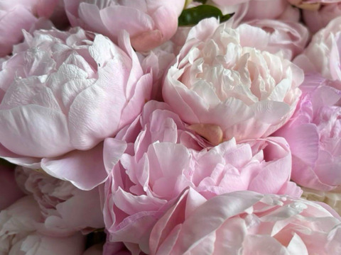 芍薬の苗　4芽以上　5号鉢