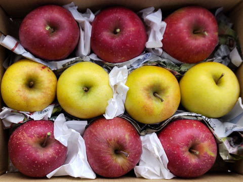 【少量追加！】サンふじ＋シナノゴールド　家庭用　3キロ以上【葉とらず】JA基準より60％減の低農薬栽培【りんご食べ比べ】