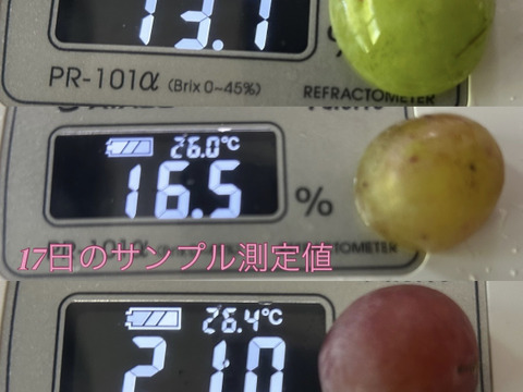 ク①■栽培調整品■【赤ブドウ・ クイーンニーナ】6房入り箱　家庭用　限定5箱