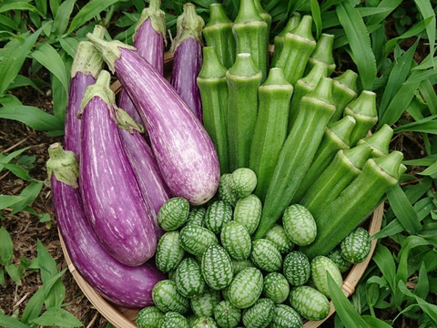 ＊夏野菜3種類のセット＊ サンディータ オクラ 西洋ナス 農薬化学肥料不使用