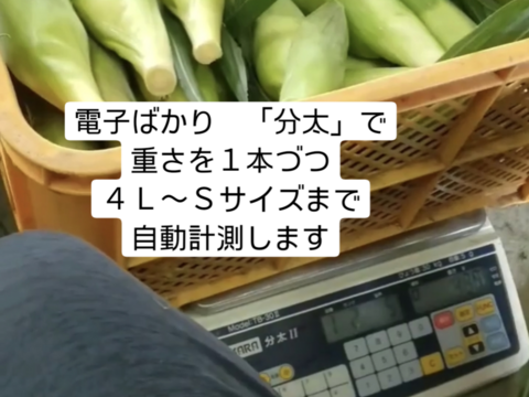 Lサイズ　細め　14本
✨️濃厚な甘み✨️の理由は
🌊太平洋🌊からのミネラルたっぷりの
✨️🌊海風🌊✨️