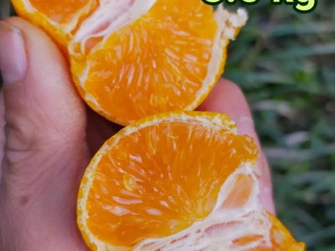 最高みかん【小玉】3.3 kg（箱込)